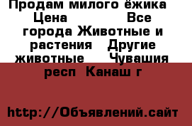 Продам милого ёжика › Цена ­ 10 000 - Все города Животные и растения » Другие животные   . Чувашия респ.,Канаш г.